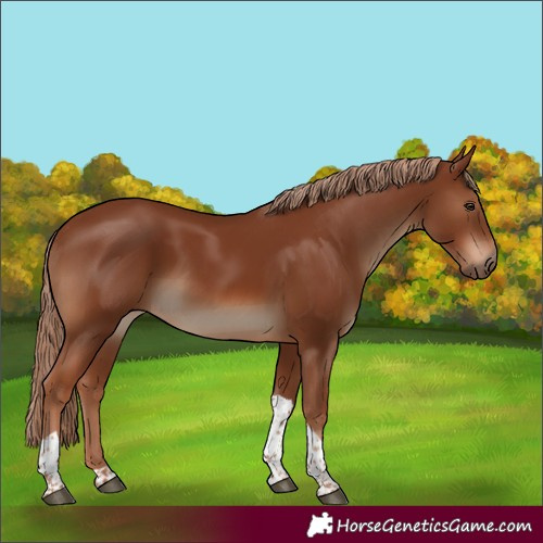 Horse Color:Chestnut Tobiano