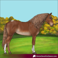 Horse Color:Chestnut Tobiano