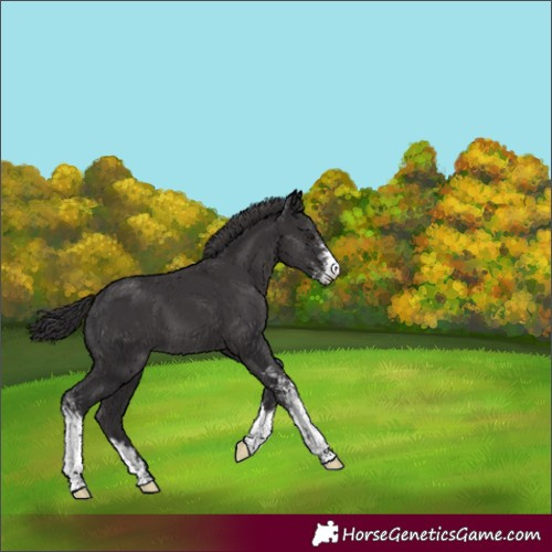 Horse Color:Smoky Black Sabino