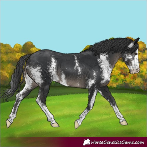 Horse Color:Black Sabino 