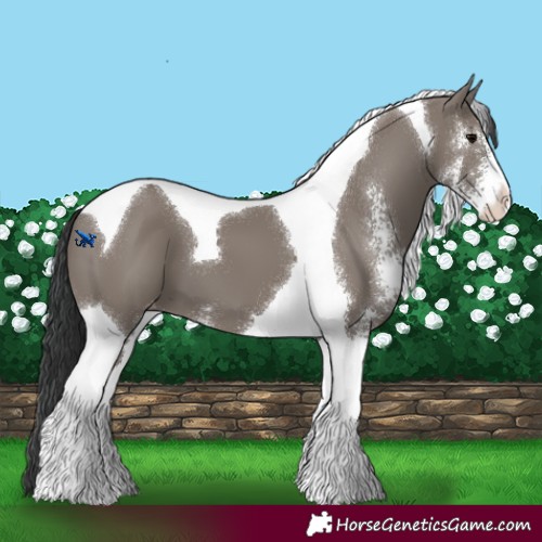 Horse Color:Grullo Sabino Tobiano Appaloosa