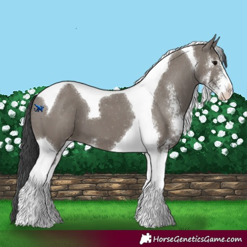 Horse Color:Grullo Sabino Tobiano Appaloosa 