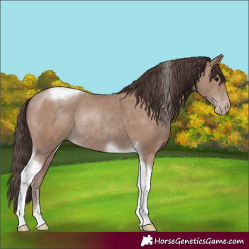 Horse Color:Classic Champagne Tobiano Rabicano 