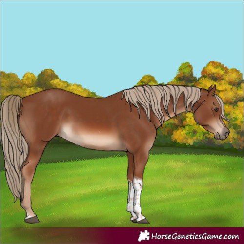 Horse Color:Chestnut Tobiano 