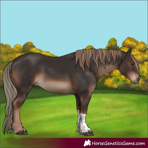 Horse Color:Liver Chestnut Tobiano 