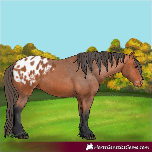 Horse Color:Bay Blanket 