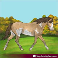 Horse Color:Amber Cream Champagne Frame 