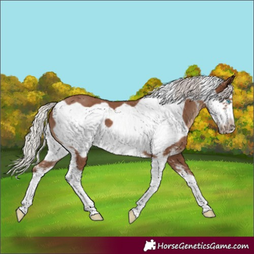 Horse Color:Silver Black Sabino Frame