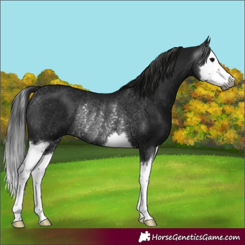 Horse Color:Gray Black Splash Rabicano 