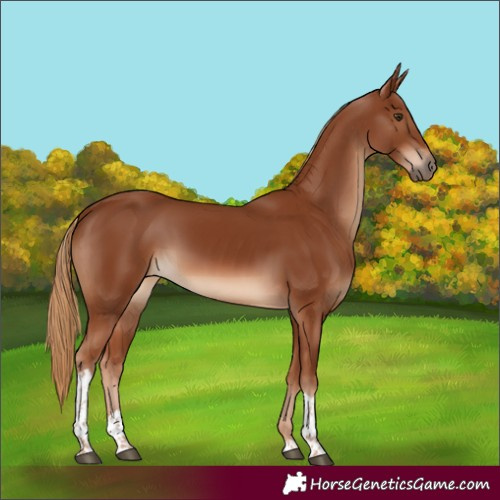 Horse Color:Chestnut Tobiano