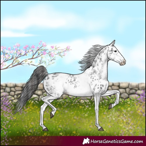 Horse Color:White Spotted Blue Roan Splash Frame Appaloosa 