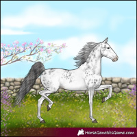 Horse Color:White Spotted Blue Roan Splash Frame Appaloosa