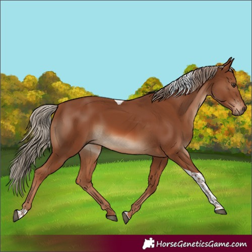 Horse Color:Chestnut Tobiano