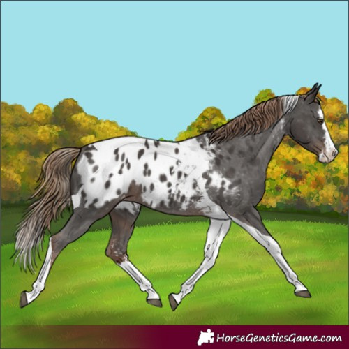 Horse Color:Liver Chestnut Sabino Splash Tobiano Appaloosa 