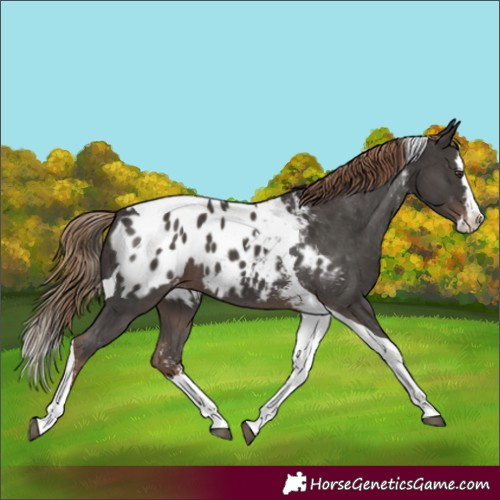 Horse Color:Liver Chestnut Sabino Splash Tobiano Appaloosa 