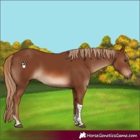 Horse Color:Chestnut Tobiano