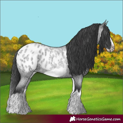 Horse Color:White Spotted Blue Roan Splash Frame Appaloosa 