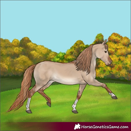Horse Color:Red Dun Tobiano