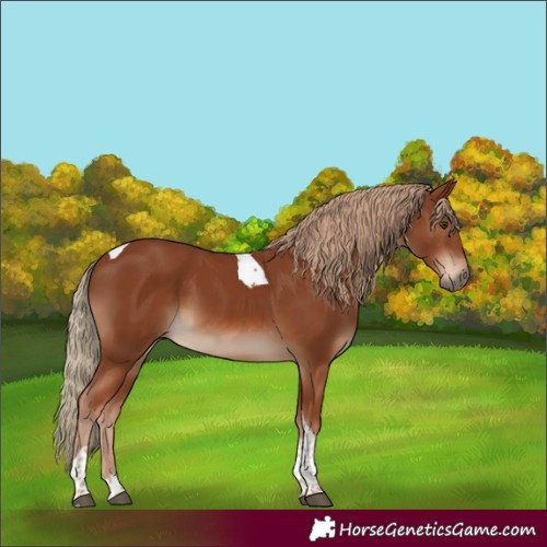 Horse Color:Chestnut Tobiano