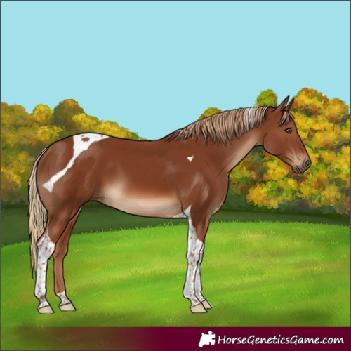 Horse Color:Chestnut Tobiano 