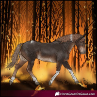 Horse Color:Liver Chestnut Tobiano 
