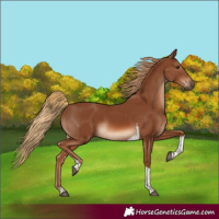 Horse Color:Chestnut Tobiano