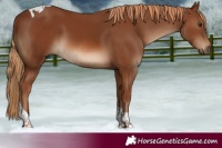 Horse Color:Chestnut Tobiano 
