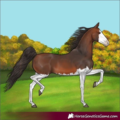 Horse Color:Bay Splash 
