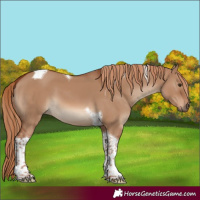 Horse Color:Red Dun Tobiano 