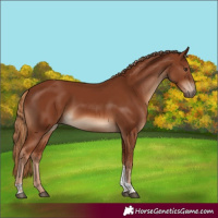 Horse Color:Chestnut Tobiano
