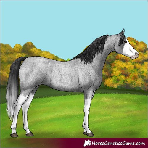 Horse Color:Unknown 