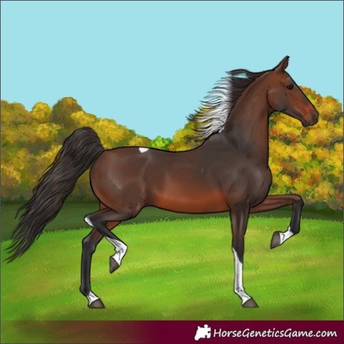 Horse Color:Brown Tobiano 