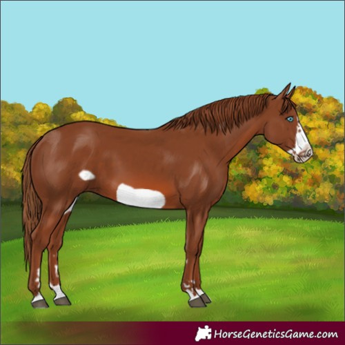 Horse Color:Chestnut Frame 