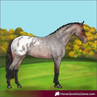 Horse Color:Bay Roan Appaloosa