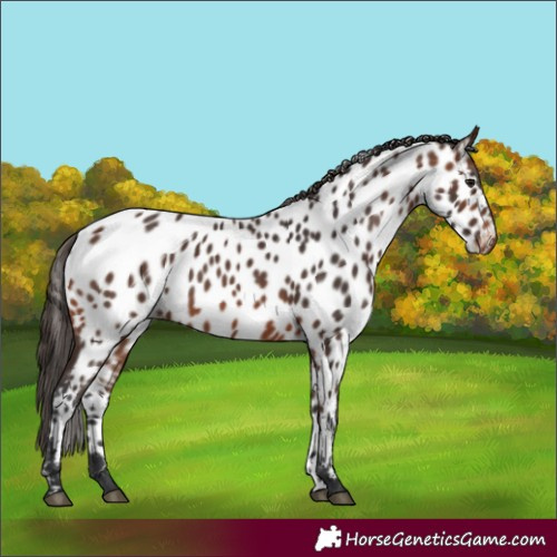 Horse Color:Brown Appaloosa
