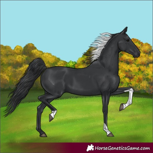 Horse Color:Black Tobiano 