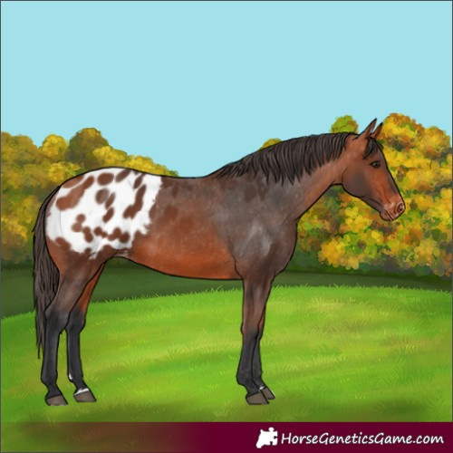Horse Color:Bay Appaloosa 