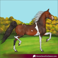 Horse Color:Bay Tobiano 