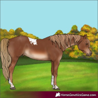Horse Color:Chestnut Tobiano