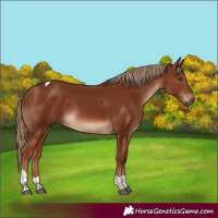Horse Color:Chestnut Tobiano