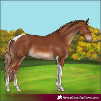 Horse Color:Chestnut Tobiano 