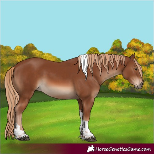 Horse Color:Chestnut Tobiano 