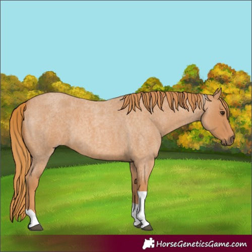 Horse Color:Red Roan Tobiano 