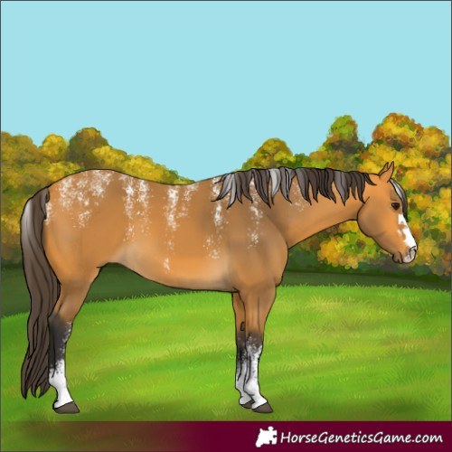 Horse Color:Powder White Buckskin 