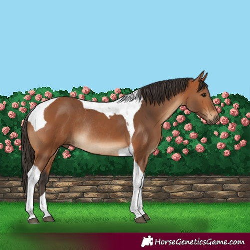 Horse Color:Bay Tobiano Rabicano