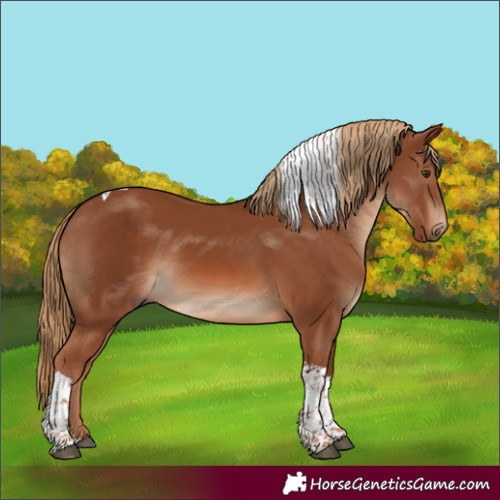 Horse Color:Chestnut Tobiano 