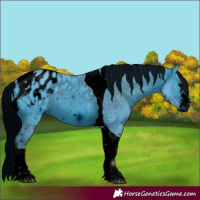 Horse Color:ERROR: UNKNOWN ANOMALY