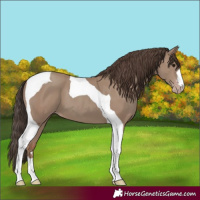 Horse Color:Classic Champagne Tobiano 