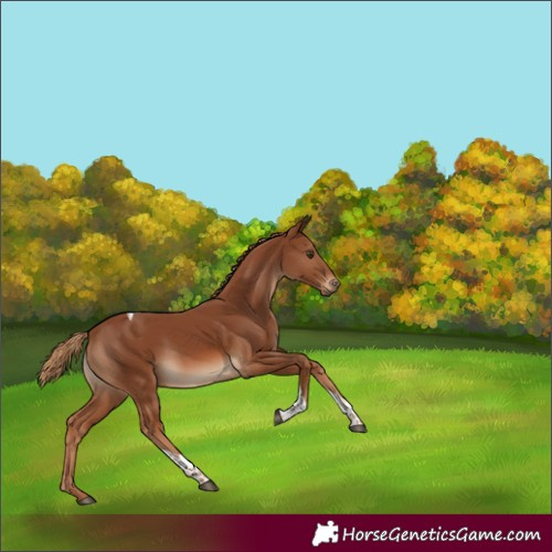 Horse Color:Chestnut Tobiano 