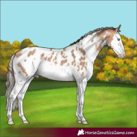 Horse Color:White Spotted Amber Champagne Splash Appaloosa